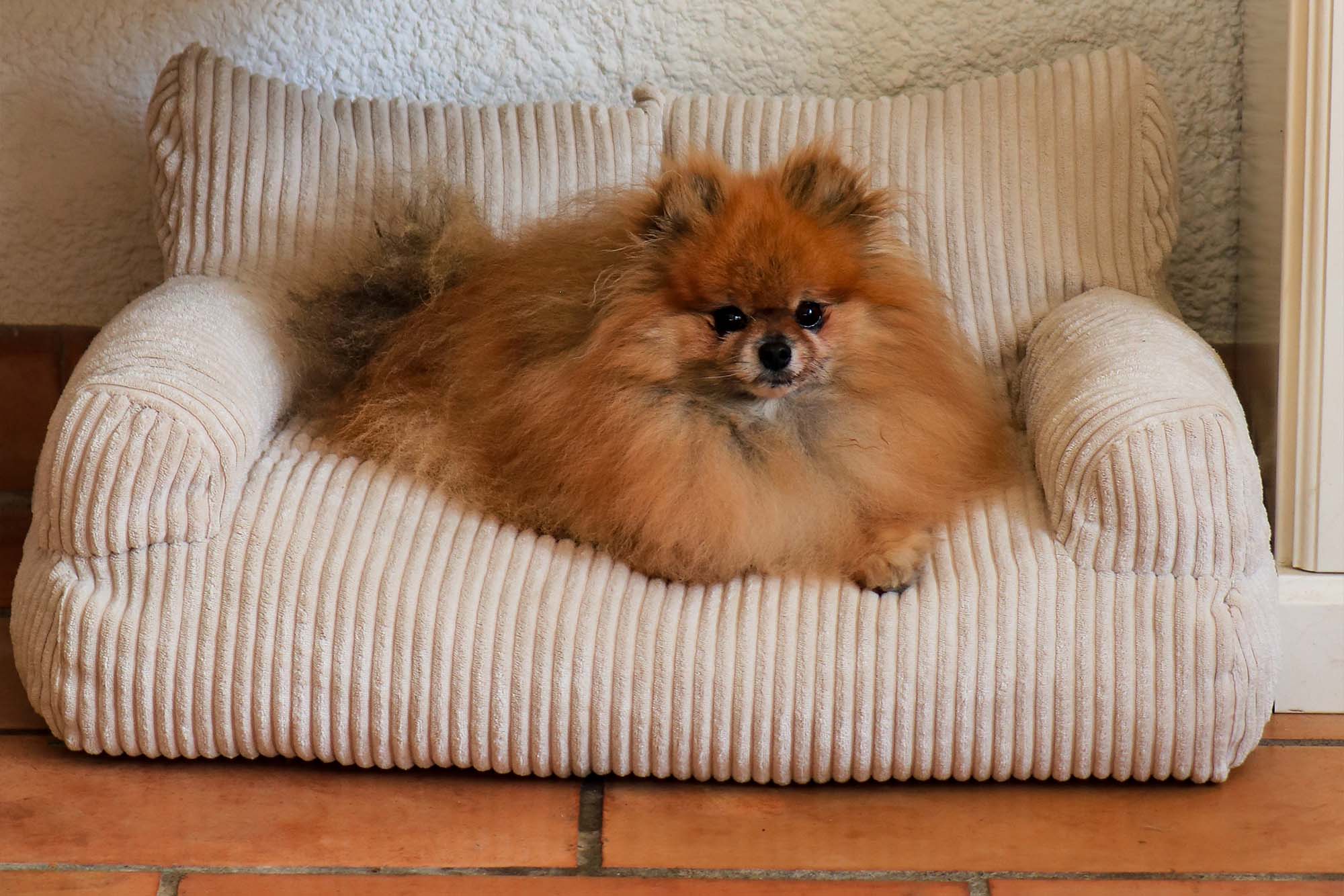 Pet Sofa Corduroy Vanilla