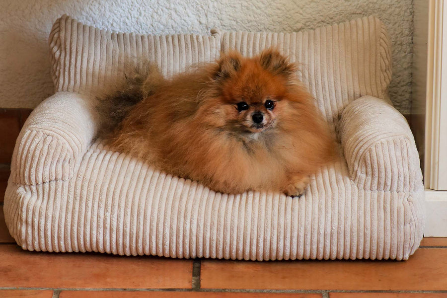 Pomeranian leży na Pet Sofa w kolorze Vanilla