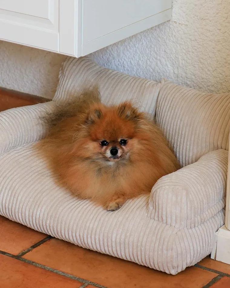Pomeranian odpoczywa na Pet Sofa w kolorze Vanilla