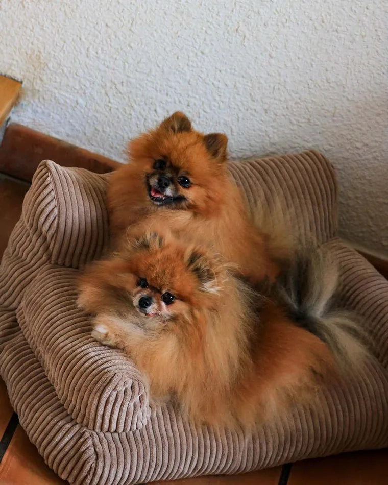 Dwa pomeraniany na Pet Sofa w kolorze Chocolate