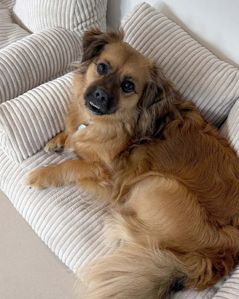 Pies leży na Pet Sofa w kolorze Vanilla