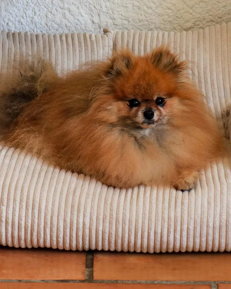 Pomeranian leży na Pet Sofa w kolorze Vanilla
